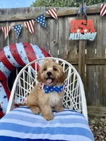 Leo, a male Cavapoo for sale in Birmingham, AL – 1 of 1