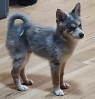 Apollo , a male Pomsky for sale in Oshkosh, NE – 2 of 5