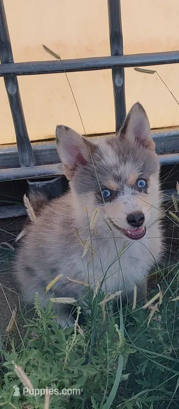 Apollo  – Pomsky puppy for sale in Oshkosh, NE