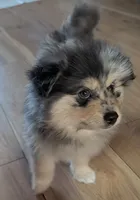 Gunner, a male Pomsky for sale in Oshkosh, NE – 4 of 9