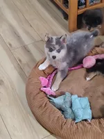 Apollo , a male Pomsky for sale in Oshkosh, NE – 3 of 4