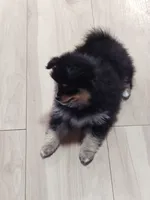 Posh, a female Pomsky for sale in Oshkosh, NE – 3 of 5