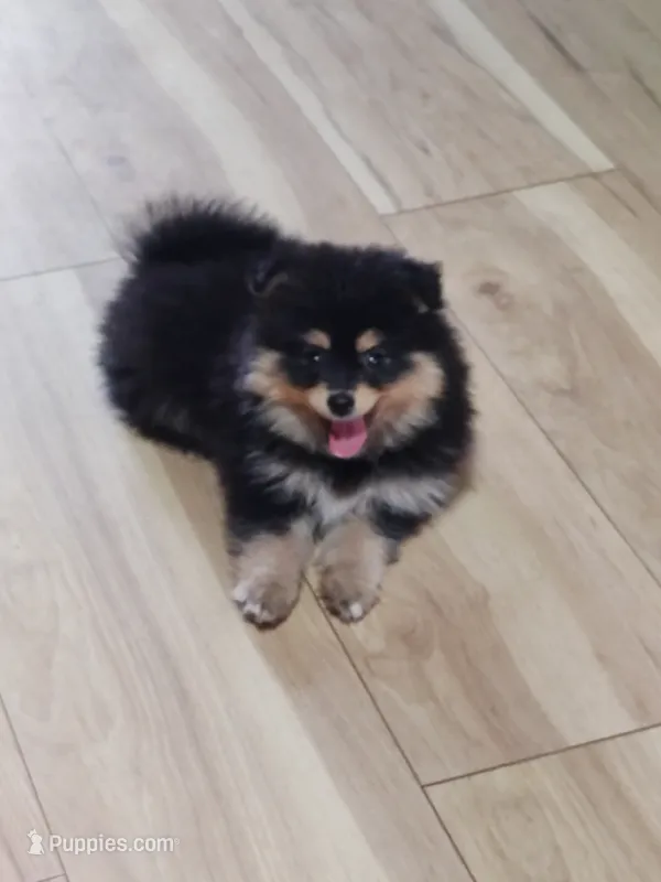 Posh – Pomsky puppy for sale in Oshkosh, NE