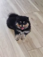 Posh, a female Pomsky for sale in Oshkosh, NE – 1 of 5