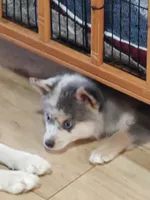 Apollo , a male Pomsky for sale in Oshkosh, NE – 4 of 4