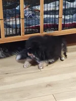 Posh, a female Pomsky for sale in Oshkosh, NE – 2 of 5
