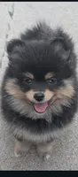 Posh, a female Pomsky for sale in Oshkosh, NE – 5 of 5