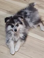 Gunner, a male Pomsky for sale in Oshkosh, NE – 3 of 6