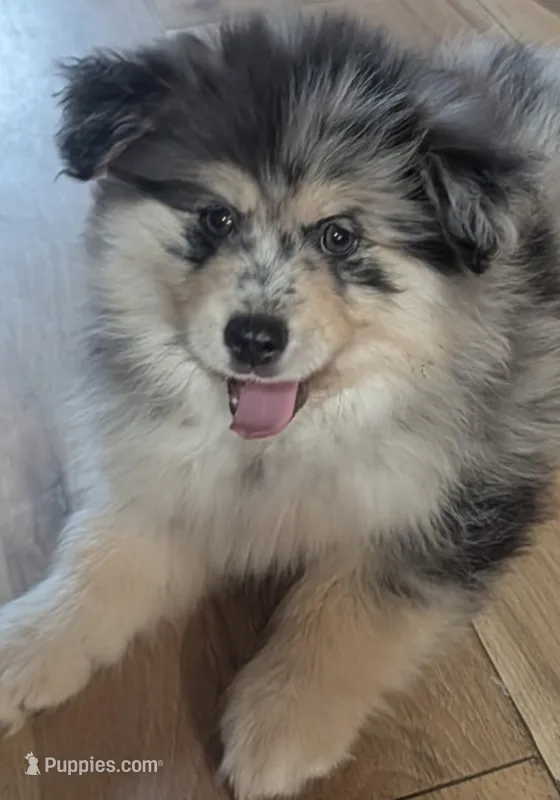 Gunner – Pomsky puppy for sale in Oshkosh, NE