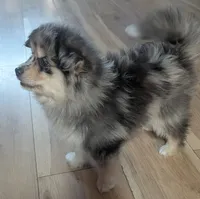 Gunner, a male Pomsky for sale in Oshkosh, NE – 6 of 9