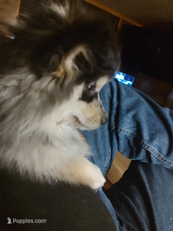 Gunner – Pomsky puppy for sale in Oshkosh, NE