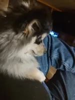Gunner, a male Pomsky for sale in Oshkosh, NE – 1 of 6