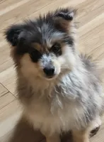 Gunner, a male Pomsky for sale in Oshkosh, NE – 5 of 6