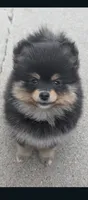 Posh, a female Pomsky for sale in Oshkosh, NE – 4 of 5