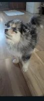 Gunner, a male Pomsky for sale in Oshkosh, NE – 5 of 9
