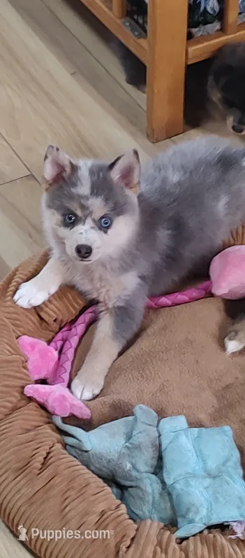Apollo  – Pomsky puppy for sale in Oshkosh, NE
