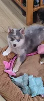 Apollo , a male Pomsky for sale in Oshkosh, NE – 1 of 4