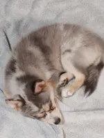Apollo , a male Pomsky for sale in Oshkosh, NE – 5 of 5