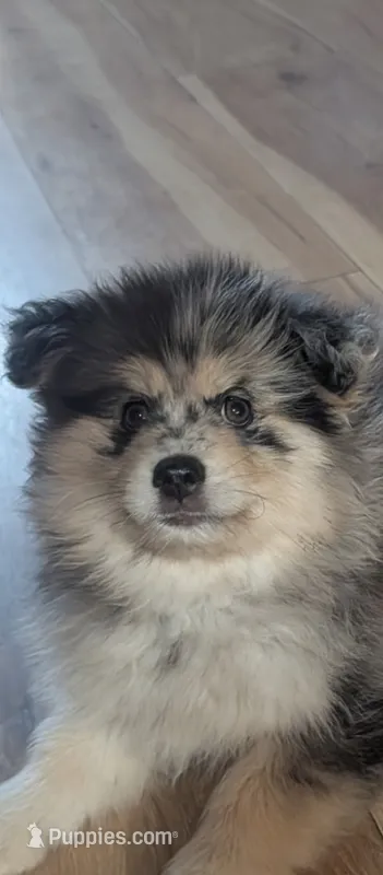 Gunner – Pomsky puppy for sale in Oshkosh, NE