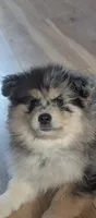 Gunner, a male Pomsky for sale in Oshkosh, NE – 7 of 9