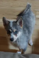 Apollo , a male Pomsky for sale in Oshkosh, NE – 3 of 5