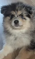 Gunner, a male Pomsky for sale in Oshkosh, NE – 2 of 9