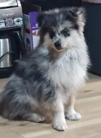 Gunner, a male Pomsky for sale in Oshkosh, NE – 2 of 6