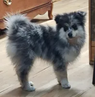 Gunner, a male Pomsky for sale in Oshkosh, NE – 6 of 6
