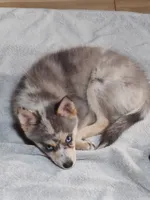 Apollo , a male Pomsky for sale in Oshkosh, NE – 4 of 5