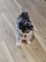 Gunner, a male Pomsky for sale in Oshkosh, NE – 3 of 9