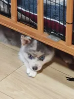 Apollo , a male Pomsky for sale in Oshkosh, NE – 2 of 4