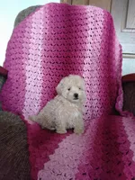 Benjie, a male Maltipoo for sale in Millersburg, OH – Photo 3 of 8