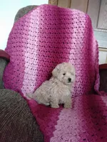 Benjie, a male Maltipoo for sale in Millersburg, OH – Photo 8 of 8
