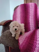 Benjie, a male Maltipoo for sale in Millersburg, OH – Photo 7 of 8