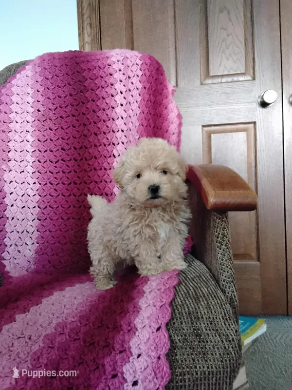 Benjie – Maltipoo puppy for sale in Millersburg, OH