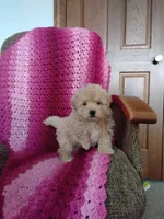 Benjie, a male Maltipoo for sale in Millersburg, OH – Photo 2 of 8
