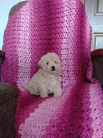 Benjie, a male Maltipoo for sale in Millersburg, OH – Photo 5 of 8