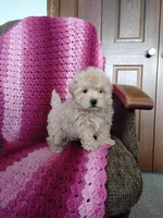 Benjie, a male Maltipoo for sale in Millersburg, OH – Photo 6 of 8