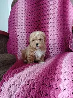 Blake, a male Maltipoo for sale in Millersburg, OH – Photo 5 of 6