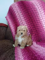 Blake, a male Maltipoo for sale in Millersburg, OH – Photo 2 of 6
