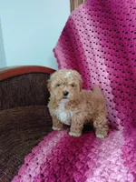 Blake, a male Maltipoo for sale in Millersburg, OH – Photo 4 of 6