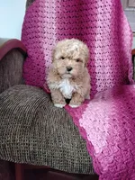 Blake, a male Maltipoo for sale in Millersburg, OH – Photo 6 of 6