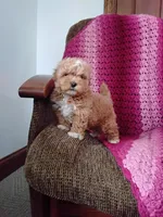 Blake, a male Maltipoo for sale in Millersburg, OH – Photo 1 of 6