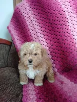 Blake, a male Maltipoo for sale in Millersburg, OH – Photo 3 of 6