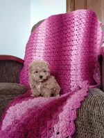 Bailey, a female Maltipoo for sale in Millersburg, OH – Photo 7 of 8
