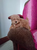 Bailey, a female Maltipoo for sale in Millersburg, OH – Photo 2 of 8