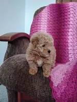 Bailey, a female Maltipoo for sale in Millersburg, OH – Photo 3 of 8