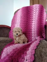 Bailey, a female Maltipoo for sale in Millersburg, OH – Photo 6 of 8