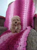 Bailey, a female Maltipoo for sale in Millersburg, OH – Photo 8 of 8