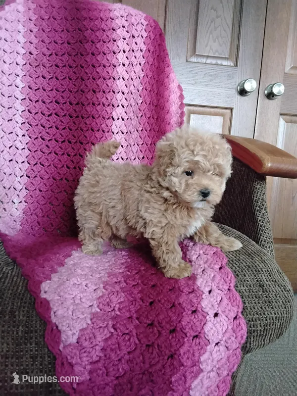 Bailey – Maltipoo puppy for sale in Millersburg, OH